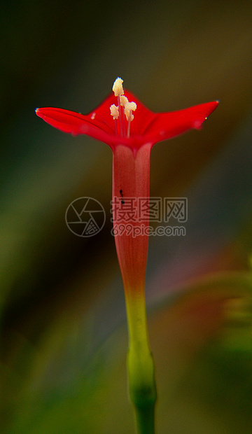 小红花雄蕊花园美丽植物花粉园艺晴天红色种子宏观图片