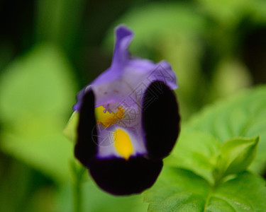 紫花朵花园植物雄蕊宏观种子花瓣花粉圆形圆圈植物学图片