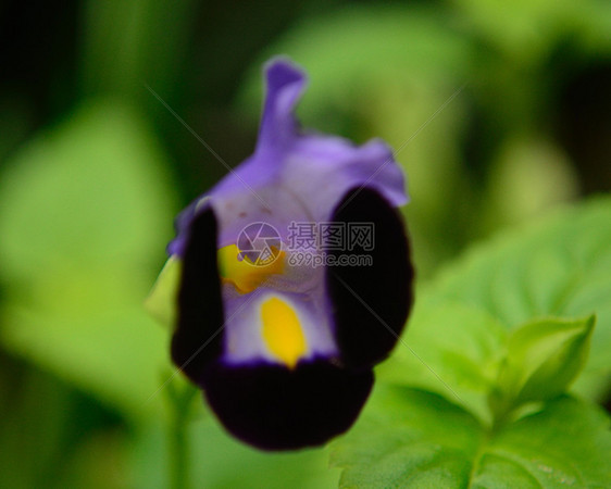 紫花朵花园植物雄蕊宏观种子花瓣花粉圆形圆圈植物学图片