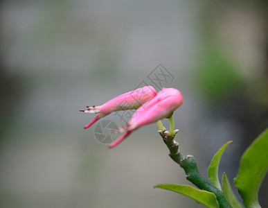 鸟儿如鲜花晴天植物群植物学植物美丽花粉花瓣雄蕊花园园艺图片