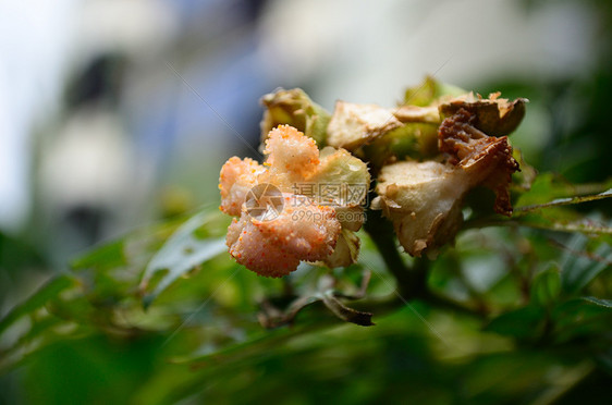 乌贝花粉花瓣植物学宏观植物群美丽晴天植物种子雄蕊图片