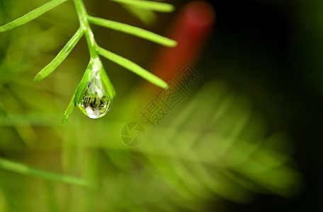 水滴保健天气日落生长植物叶子卫生太阳气泡雨滴图片