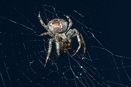 花园蜘蛛 阿兰乌斯二亚德马特斯雌性野生动物条纹昆虫棕色宏观头发荒野网络身体女性图片