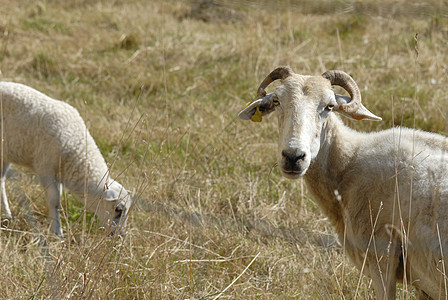 母绵羊及其羔羊图片