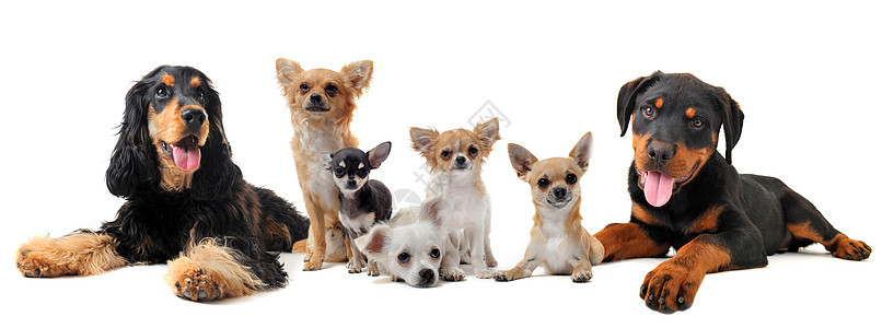 小狗群动物宠物犬类团体工作室棕色英语伴侣白色图片