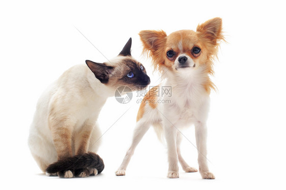 小狗吉娃娃和小猫动物友谊白色宠物伴侣棕色朋友们工作室犬类图片