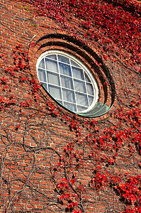 圆圆窗口木本红色登山者窗户框架陷害爬行者砖墙砖块圆形图片