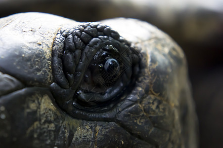 阿尔达布拉巨龟生活碎石特写情调荒野宠物动物园盔甲爬虫眼睛图片