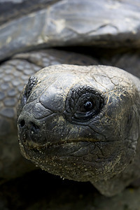 阿尔达布拉巨龟镜头异国濒危荒野特写房子眼睛乌龟盔甲爬虫图片