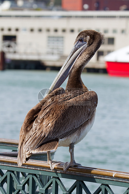 旧金山湾码头旁的Pelican图片