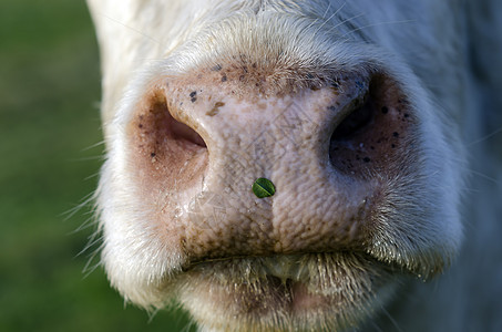 张嘴鼻孔动物农场奶牛哺乳动物图片