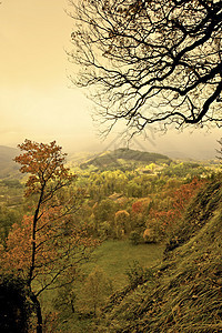 秋天森林季节性农村国家乡村木头植物林地公园叶子树木图片