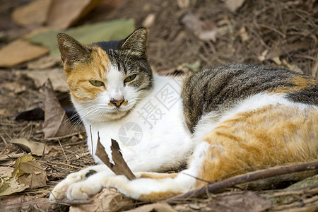 地上有尖锐眼视的猫图片