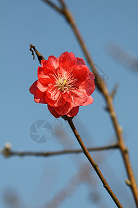 春时樱花开花生长公园植物群文化花瓣蓝色生活季节花园植物图片