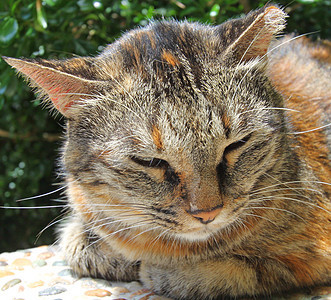 沉睡猫眼睛地面虎斑哺乳动物毛皮小猫说谎宠物头发动物图片