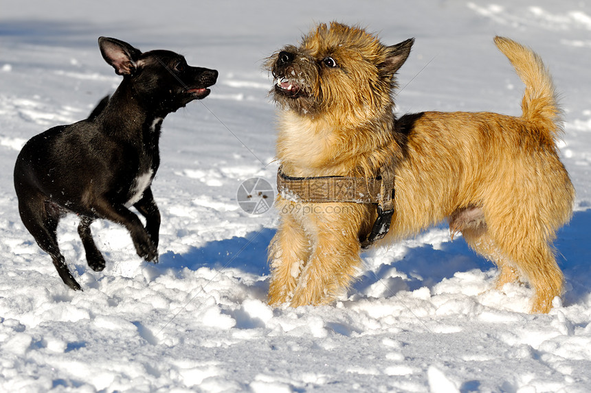 两只狗在玩动物侵略钳子牙齿斗争哺乳动物朋友们友谊犬类行动图片