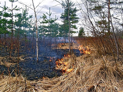 木柴中的火辉光危险毛皮伤害松树跑步速度焚化橙子草地图片