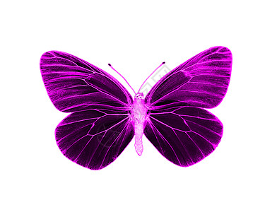 异形蝴蝶紫色拼贴画外星人昆虫流行艺术流行音乐粉色背景图片