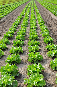 发生字段蔬菜植物沙拉土壤农业收成场地绿色乡村农场图片