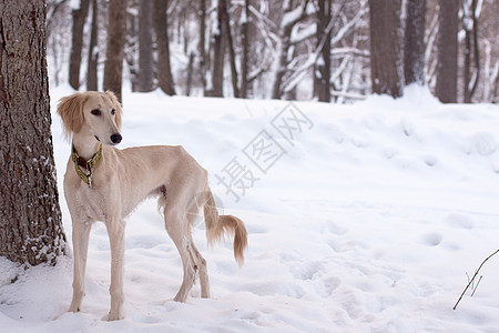 雪中的萨鲁基小狗公园动物乐趣宠物树干衣领猎犬黑色白色水平图片