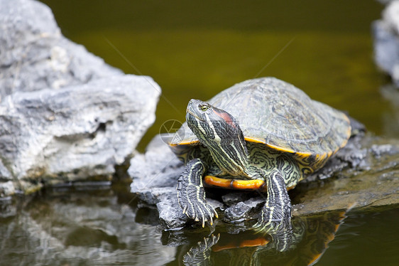 乌龟在石上放松荒野科学生活石头宠物爬虫野生动物动物园环境旅行图片