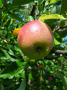 苹果园艺水果植物群食物花园图片