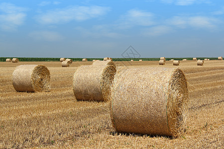 农业 农牧业图片
