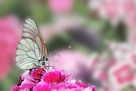 蝴蝶坐在花儿康乃馨上昆虫漏洞花蜜绿色紫色红色粉色试探者昆虫学翅膀图片