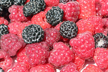 黑和红草莓水果饮食浆果农业花园食物园丁团体甜点小吃图片