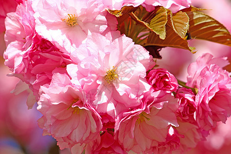 粉花花粉色绿色树叶叶子季节性图片