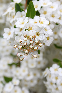 精美白花花白色自然绿色花瓣植物群植物学植物花园季节性蓍草图片
