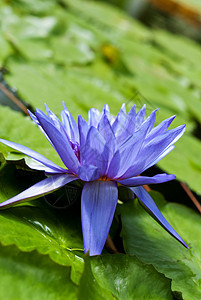 热带睡莲情调公园紫色百合叶子水池花瓣环境植物群花园图片