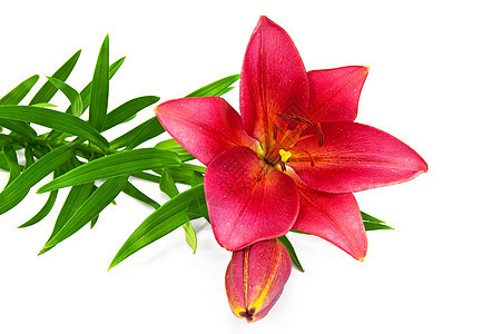 红莉莉礼物环境百合白色水平紫色绿色花瓣植物叶子图片