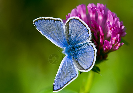 蝴蝶白色蓝色环境打点植物动物花朵翅膀绿色线条图片