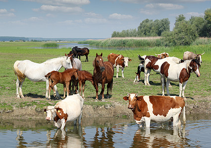 在河上放牧的牲畜奶牛哺乳动物风景季节自然池塘白色绿色口渴国家图片