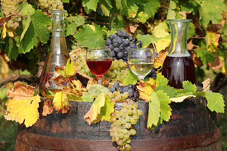 红酒和白葡萄酒秋天场景图片