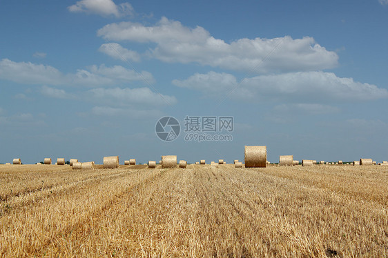 农耕田 含甘油草图片