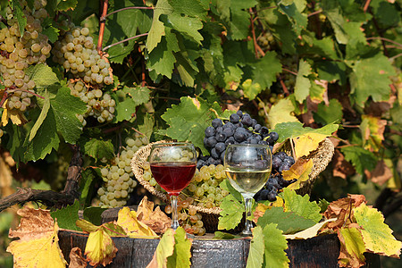 葡萄园 有红酒和白酒黄色酒厂乡村红色水果绿色酒精玻璃棕色叶子图片