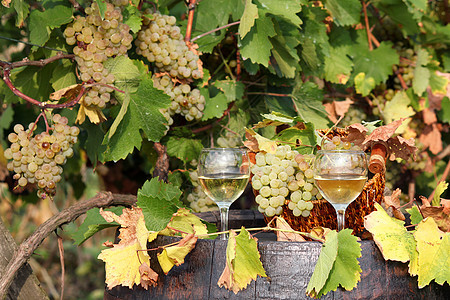 白葡萄和葡萄酒秋天图片