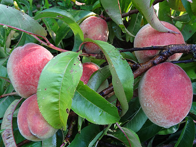 桃桃子蔬菜园艺果树园食物图片
