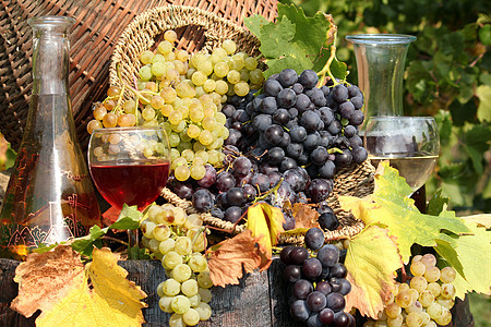 葡萄和葡萄酿葡萄园白酒酒厂黄色绿色白色酒杯瓶子水果玻璃图片