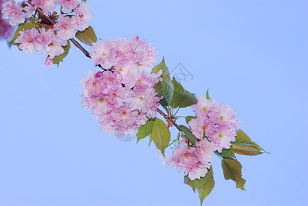 樱花花花瓣果园雌蕊文化园艺植物生长边界植物学樱花图片