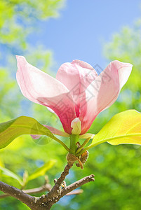 木兰花阳光粉色玉兰季节花瓣阳光照射天空美丽植物晴天图片