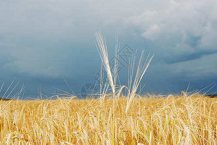 小麦田粮食耳朵蓝色稻草小麦面包食物生产场地天空图片