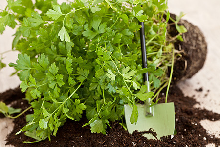 新鲜面纱新厂美食健康芳香营养绿色食物草本植物植物图片