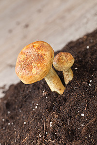 蘑菇季节性土壤营养图片