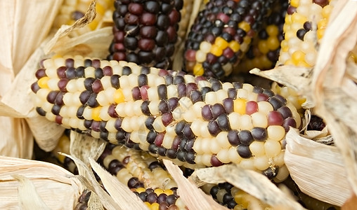 玉米图片玉米收获黄色棒子花园燃料食物宏观小吃活力蔬菜背景