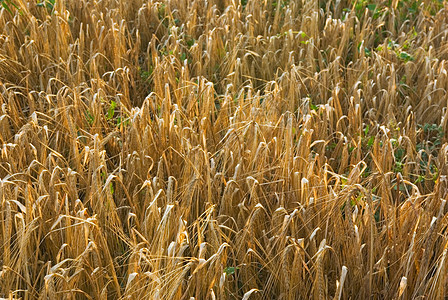 小麦田农田农场谷物粮食面包收成培育稻草场地耳朵图片