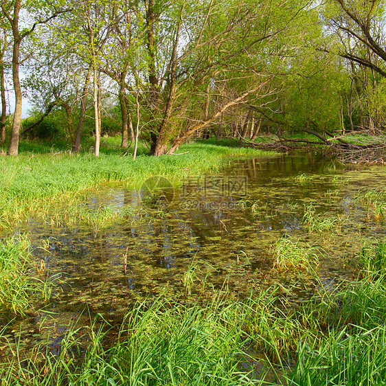 洪水泛滥的湿地伊利诺伊州环境植被栖息地土地生物学死水生长植物群沼泽草原图片