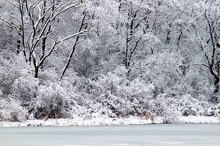 皮尔斯湖降雪  伊利诺伊州荒野寒意场景植物群寒冷松树岩石林地生物学天气图片